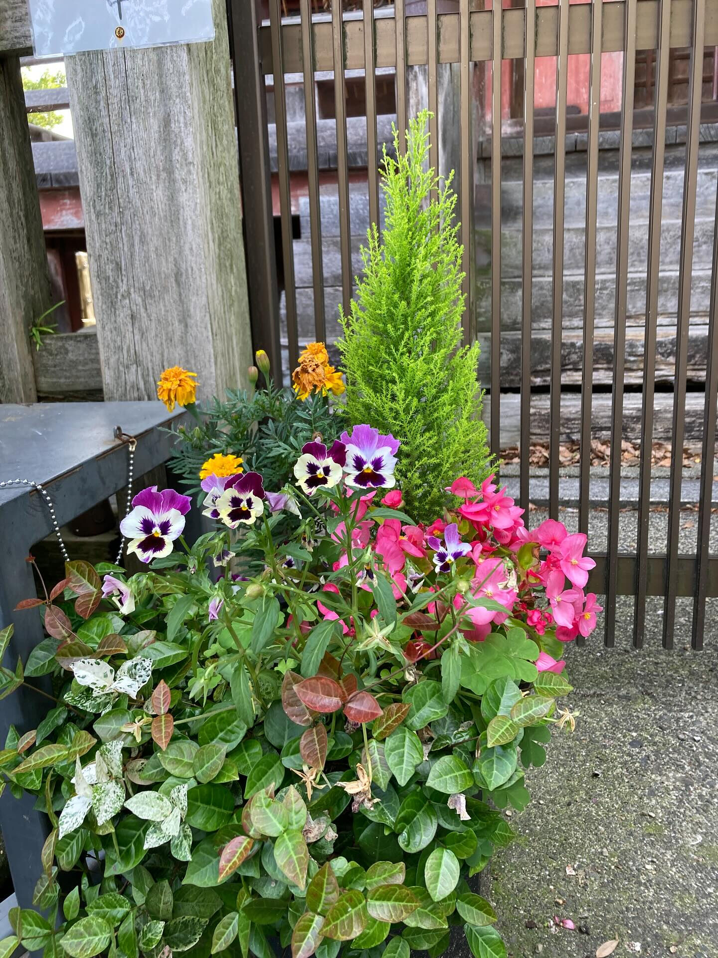 ⛩️月に一度の甚目寺観音参拝🙏
