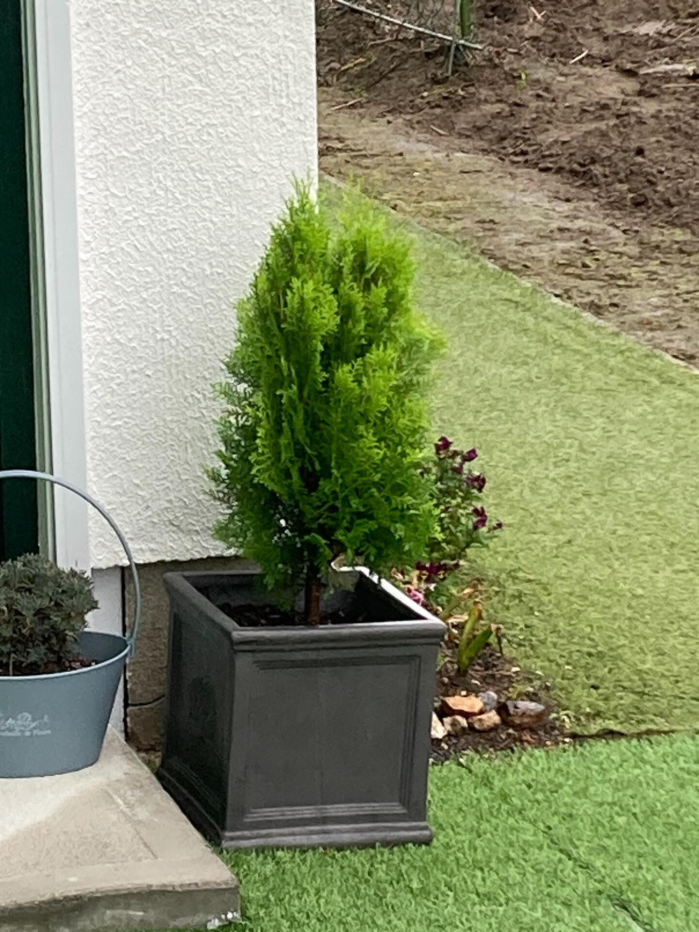 🌱玄関に新しい仲間が加わりました🌱